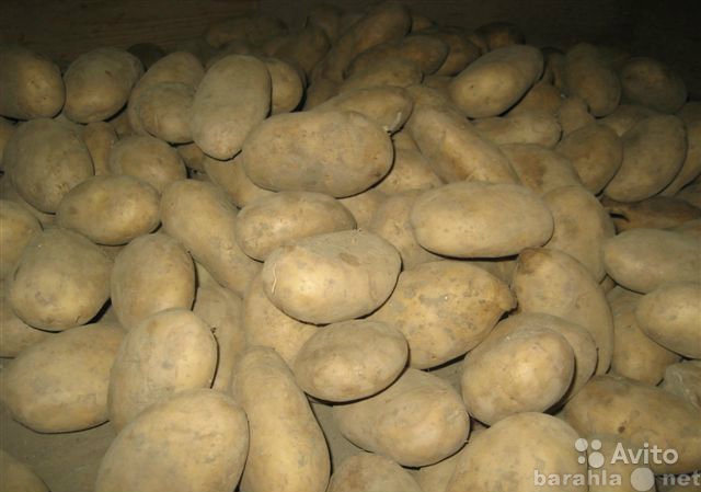 Продам: Продам картофель