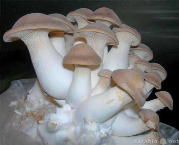 Продам: Мицелий грибов в ассортименте