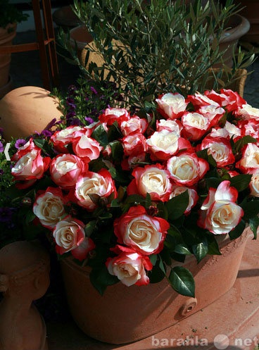 Продам: Саженцы розы сорта Ностальжи (Сербия)