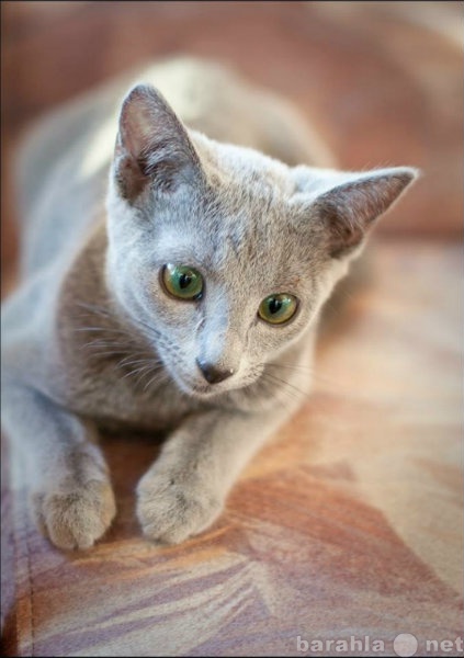 Продам: Русский голубой котенок