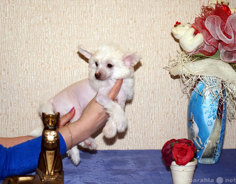 Продам: щенки китайская хохлатая собака