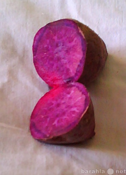 Продам: сортовые клубни батата-сладкой картошки