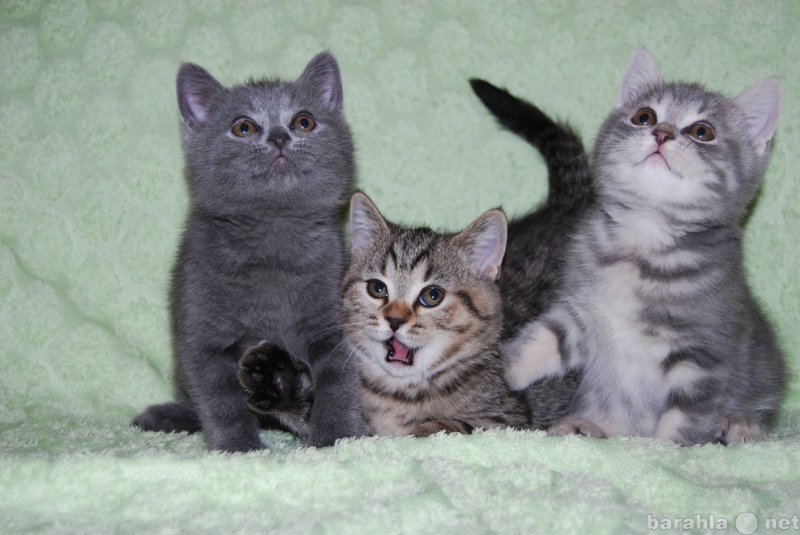 Продам: Британские котята в Набережных Челнах