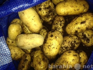 Продам: Картофель урожай 2015 года