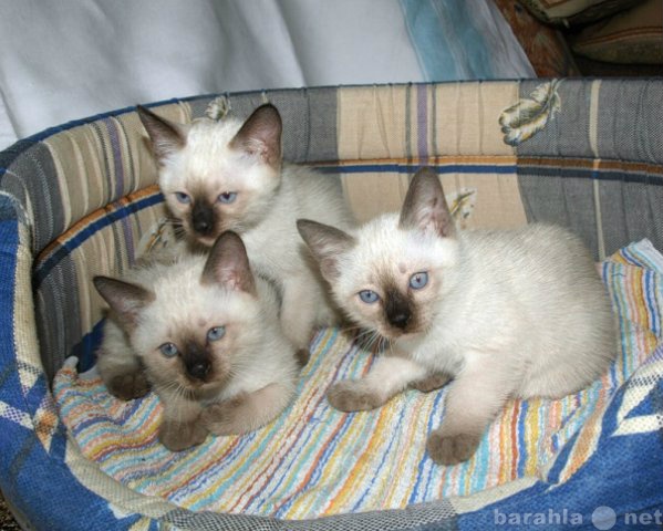 Продам: сиамские (тайские)котята