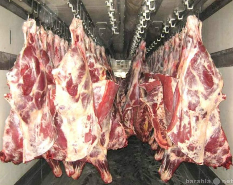 Продам: Мясо, Говядина оптом Республика Беларусь