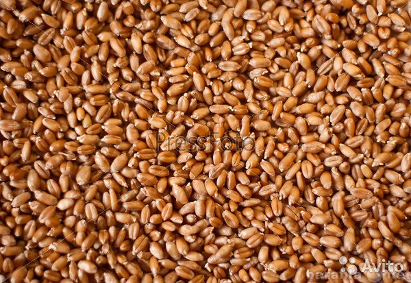Продам: Пшеницу,ячмень