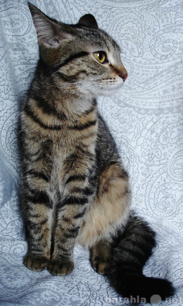 Продам: Котёнок, тигровая девочка 4.5 месяца