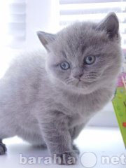 Продам: Продаются чистокровные британские котята