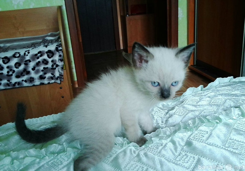 Продам: Сиамского котенка (девочка) 2 месяца, шу