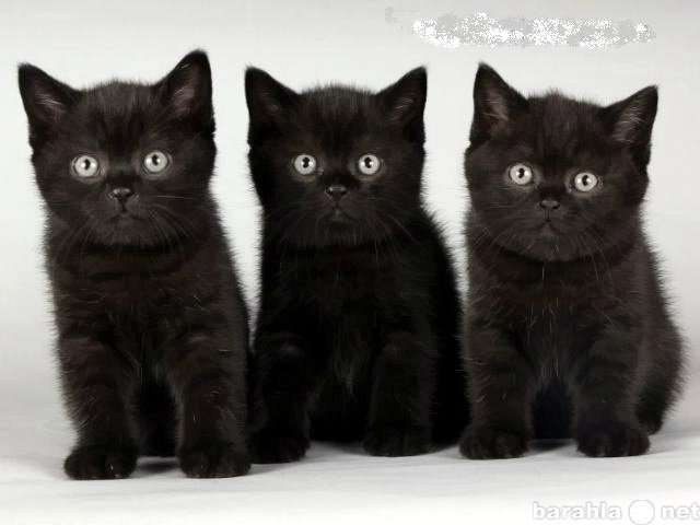 Продам: Котята британцы чёрные