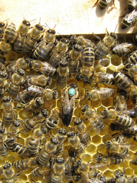 Продам: Пчелопакеты Карпатка , Среднерусская