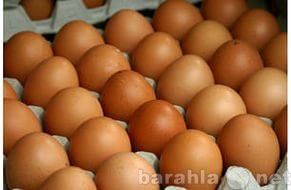 Продам: Яйцо куриное оптом от производителя.