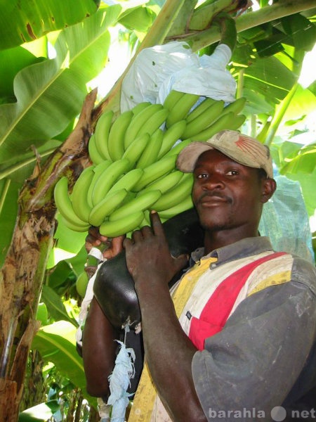 Продам: Производитель бананов ищет партнера.