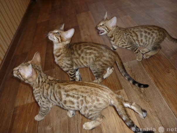 Продам: Котята (от Бенгальской кошки и Саванны)