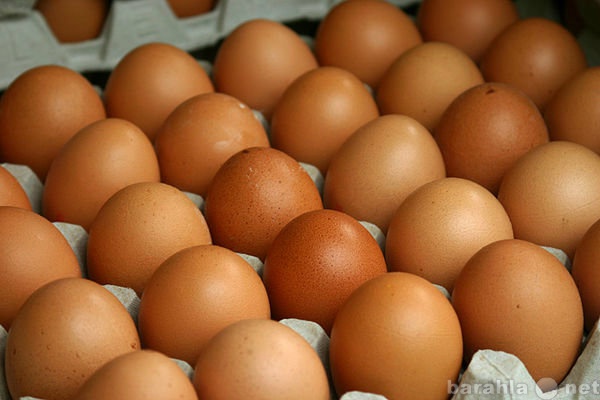 Продам: Яйцо куриное С1