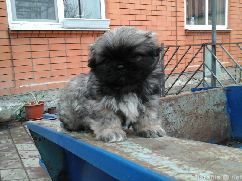 Продам: щенок пекинеса
