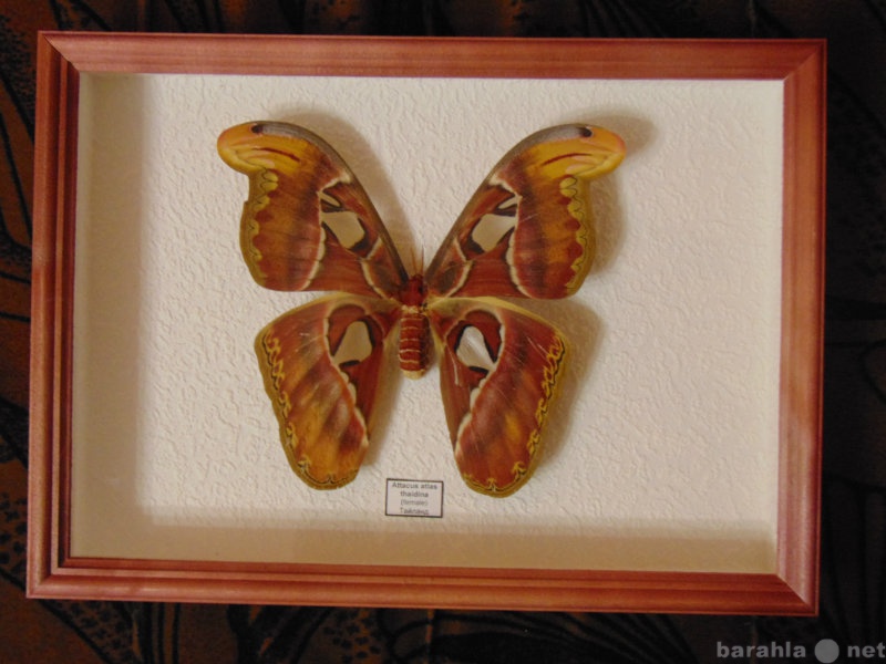 Продам: Настоящая тропическая бабочка в рамке