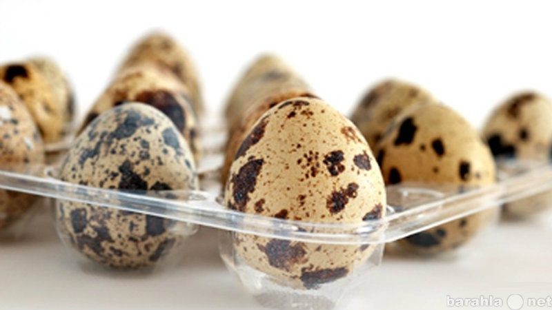Продам: Перепелинные яйца казань.Перепелки в Каз