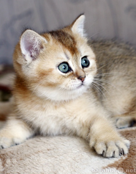Продам: Золотая тикированная шиншилла котик