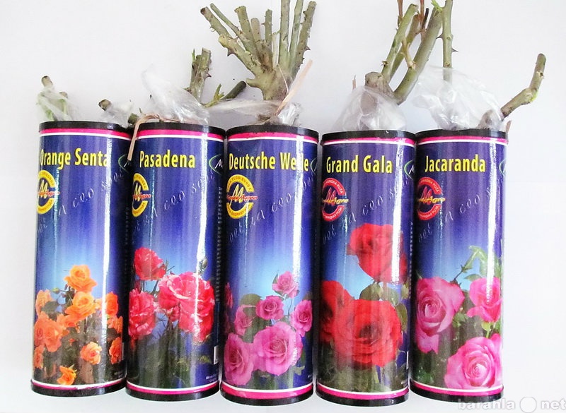 Продам: Саженцы чайно – гибридных роз