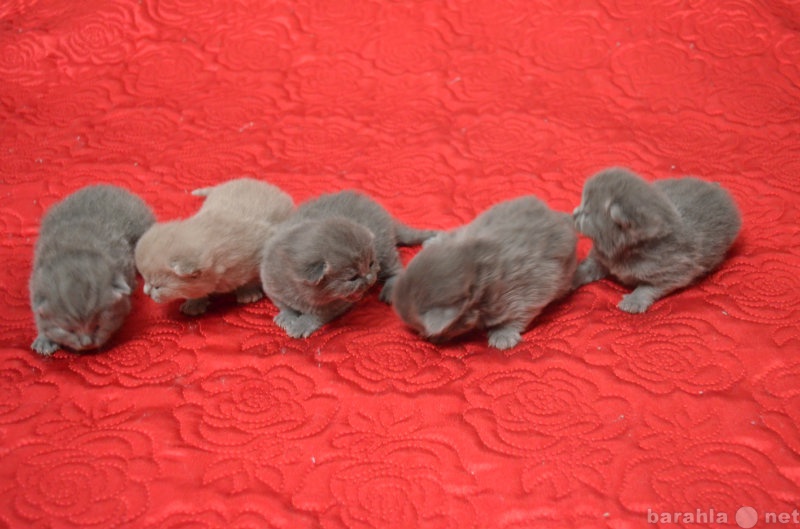 Продам: Чистокровные британские котята голубые