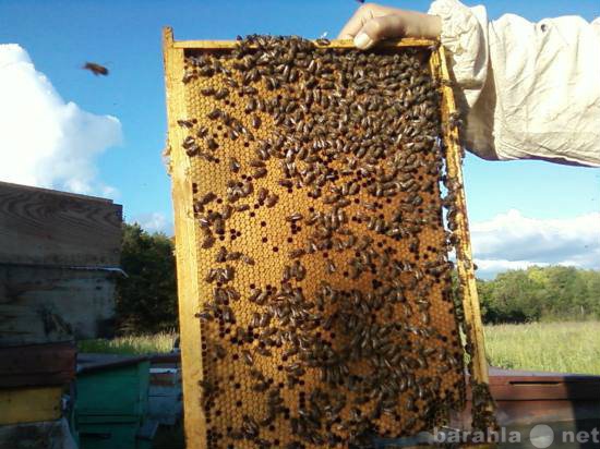 Продам: Пчелосемьи среднерусской породы