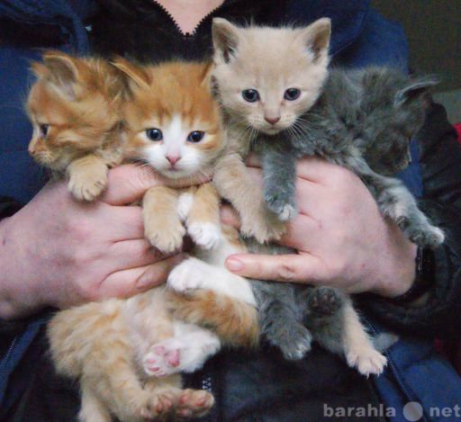 Отдам даром: Шикарные пушистые котята рыжие и голубые