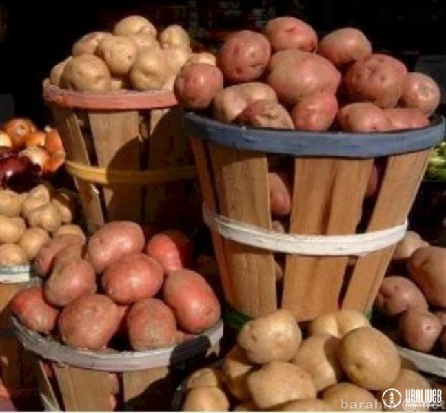 Продам: продам семенной картофель
