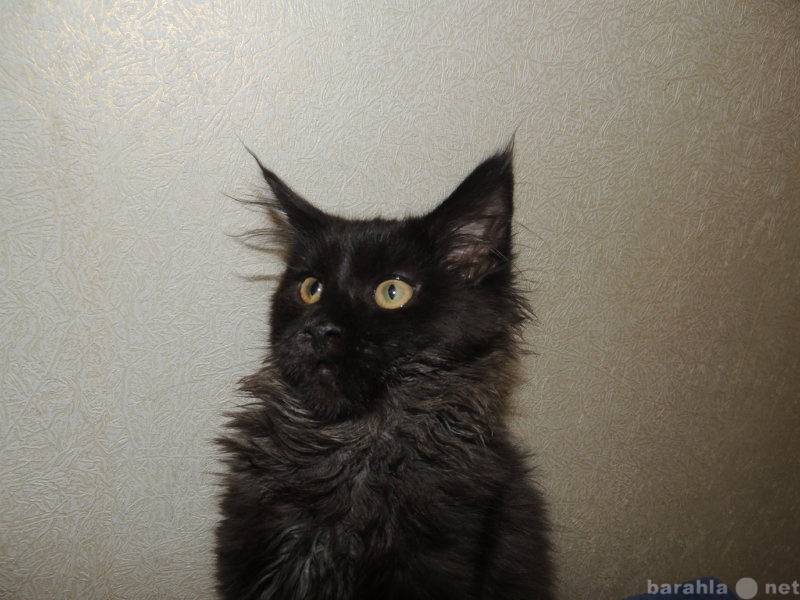 Продам: котик черный солидный
