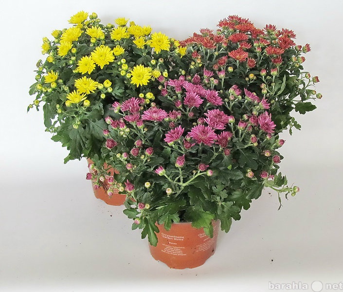 Продам: Цветущие растения
