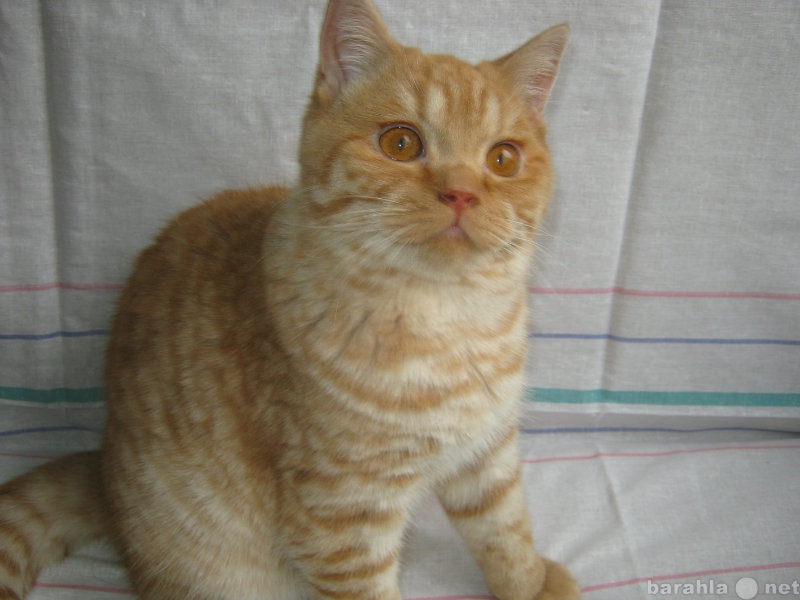 Продам: Британские породистые котята 3 - 6 месяц