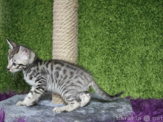 Продам: Серенгети- дикие котята