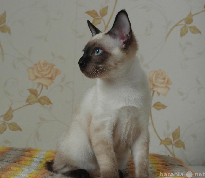 Продам: Котёнок породы Меконгский бобтейл
