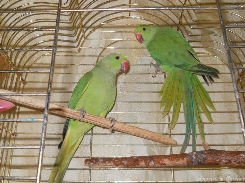 Продам: ожереловые попугаи