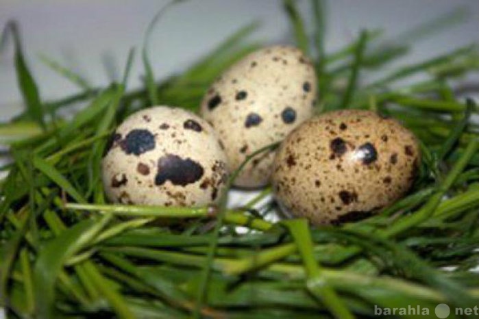 Продам: Яйцо перепелиное домашнее