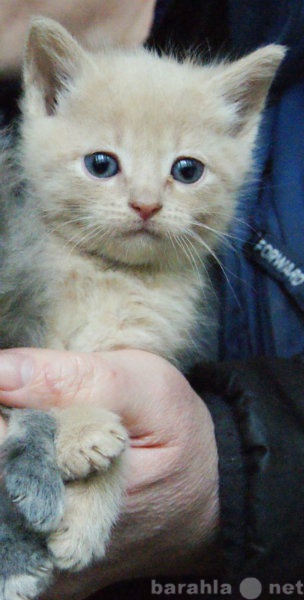 Отдам даром: Великолепный кремовый котенок-мальчик