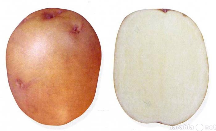Продам: Семянной картофель