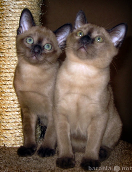 Продам: Тонкинские котята