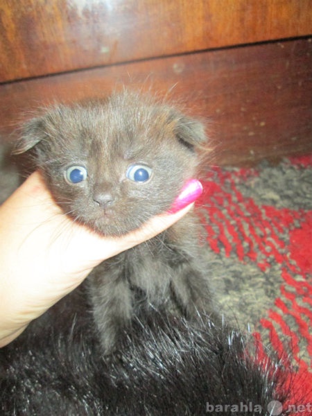 Продам: британские котята 1 мес,родились 8 марта