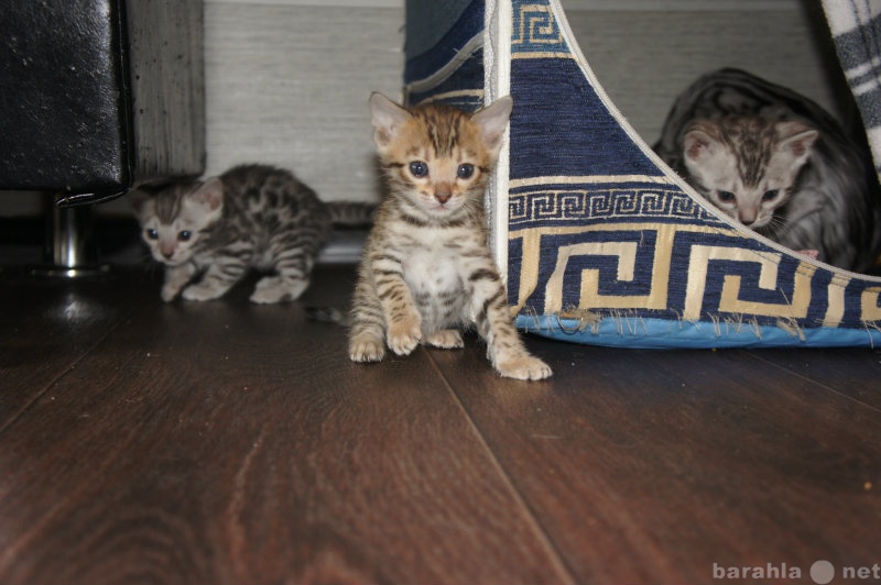 Продам: Бенгальские котята, две девочки и котик.