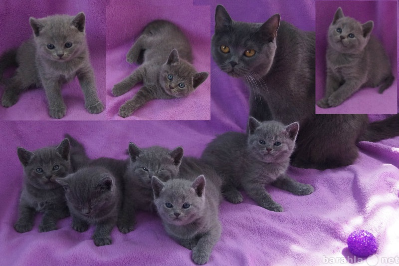 Продам: Котята британцы голубой  т.89841678411