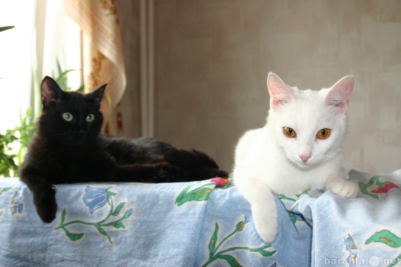 Отдам даром: черного кота и белую кошку