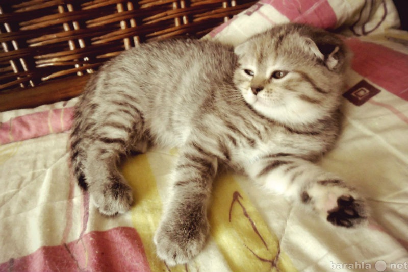 Продам: Вислоухие гламурные шотландские котята