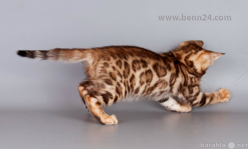 Продам: Бенгальские породистые котята