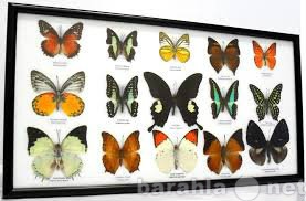 Продам: тропические бабочки в рамках