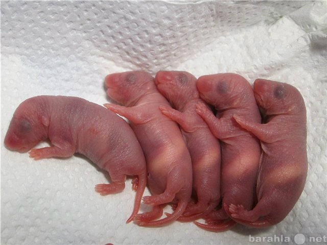Куплю: Куплю новорожденных грызунов