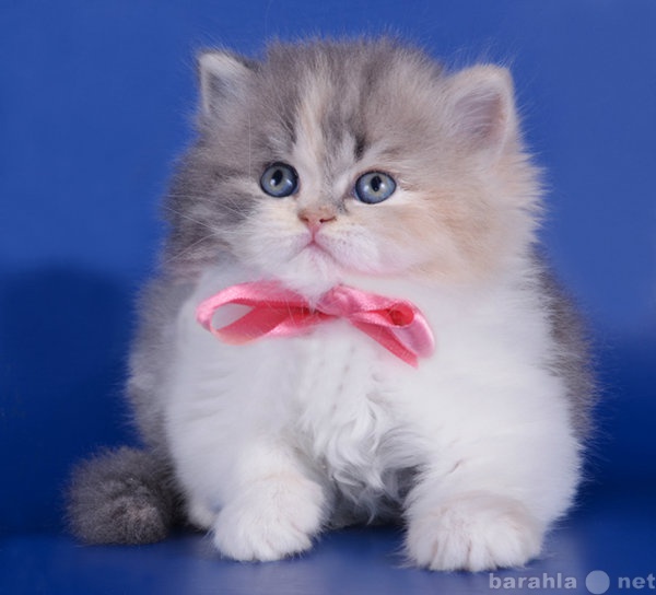 Продам: Британские котята - красивый подарок