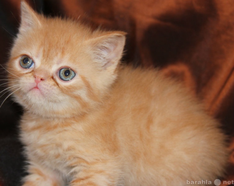 Продам: котик персидский плюшевый (экзот) рыжик