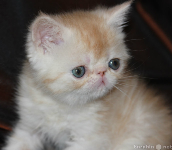 Продам: котик персидский плюшевый (экзот)экстрим